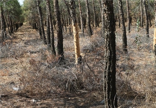 علت سرخشکیدگی درختان